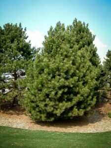 Сосна Чёрная (Pinus Nigra) купить по цене от 270.00р. в интернет-магазине «Посадика» с доставкой почтой в в Грязовеце и по всей России – [изображение №1].