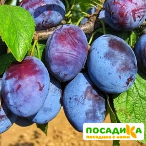 Слива Чачакская ранняя купить по цене от 229.00р. в интернет-магазине «Посадика» с доставкой почтой в в Грязовеце и по всей России – [изображение №1].