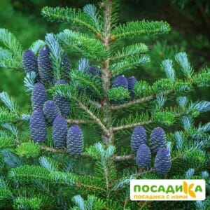 Пихта корейская (Abies koreana) купить по цене от 450.00р. в интернет-магазине «Посадика» с доставкой почтой в в Грязовеце и по всей России – [изображение №1].