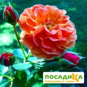 Роза Арабия купить по цене от 350.00р. в интернет-магазине «Посадика» с доставкой почтой в в Грязовеце и по всей России – [изображение №1].