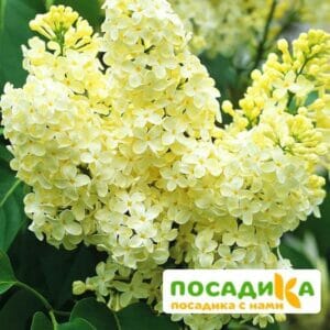 Сирень Примроуз (Primrose) купить по цене от 529.00р. в интернет-магазине «Посадика» с доставкой почтой в в Грязовеце и по всей России – [изображение №1].