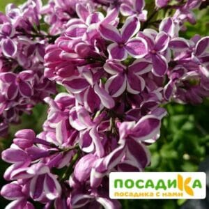 Сирень Сенсация купить по цене от 529.00р. в интернет-магазине «Посадика» с доставкой почтой в в Грязовеце и по всей России – [изображение №1].