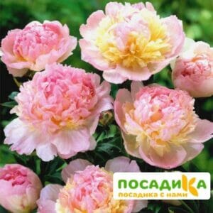 Пион Распберри Сандей (Paeonia Raspberry Sundae) купить по цене от 959р. в интернет-магазине «Посадика» с доставкой почтой в в Грязовеце и по всей России – [изображение №1].