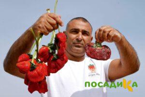 Клубника Гигант Джорнея купить по цене от 266р. в интернет-магазине «Посадика» с доставкой почтой в в Грязовеце и по всей России – [изображение №1].