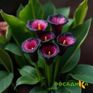 Калла Аура Лейс купить по цене от 400р. в интернет-магазине «Посадика» с доставкой почтой в в Грязовеце и по всей России – [изображение №1].