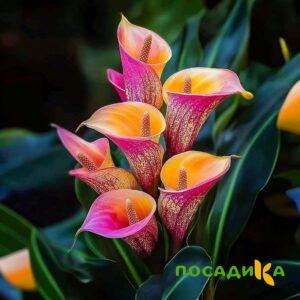 Калла Оникс купить по цене от 450р. в интернет-магазине «Посадика» с доставкой почтой в в Грязовеце и по всей России – [изображение №1].