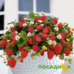 Клубника Рубиновый Шепот (горшечная) купить по цене от 240р. в интернет-магазине «Посадика» с доставкой почтой в в Грязовеце и по всей России – [изображение №1].