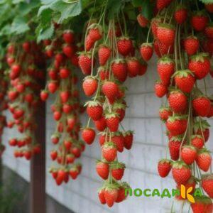 Клубника вьющаяся Комплимент купить по цене от 470р. в интернет-магазине «Посадика» с доставкой почтой в в Грязовеце и по всей России – [изображение №1].