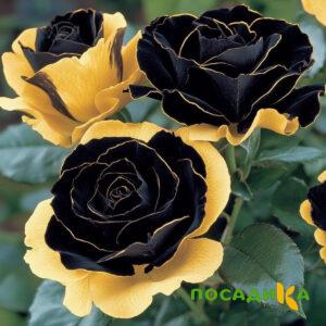Роза Ханни Сикл купить по цене от 700р. в интернет-магазине «Посадика» с доставкой почтой в в Грязовеце и по всей России – [изображение №1].
