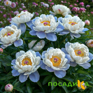 Пион акварельный Этюд купить по цене от 806р. в интернет-магазине «Посадика» с доставкой почтой в в Грязовеце и по всей России – [изображение №1].