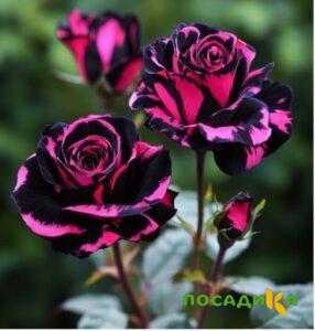 Роза Багровый Шепот купить по цене от 366р. в интернет-магазине «Посадика» с доставкой почтой в в Грязовеце и по всей России – [изображение №1].