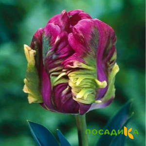 Тюльпан Экзотик Хэвен купить по цене от 186р. в интернет-магазине «Посадика» с доставкой почтой в в Грязовеце и по всей России – [изображение №1].